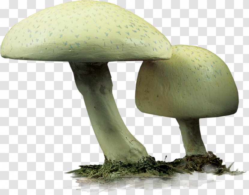 Agaricaceae Edible Mushroom - Fungus - Design Transparent PNG