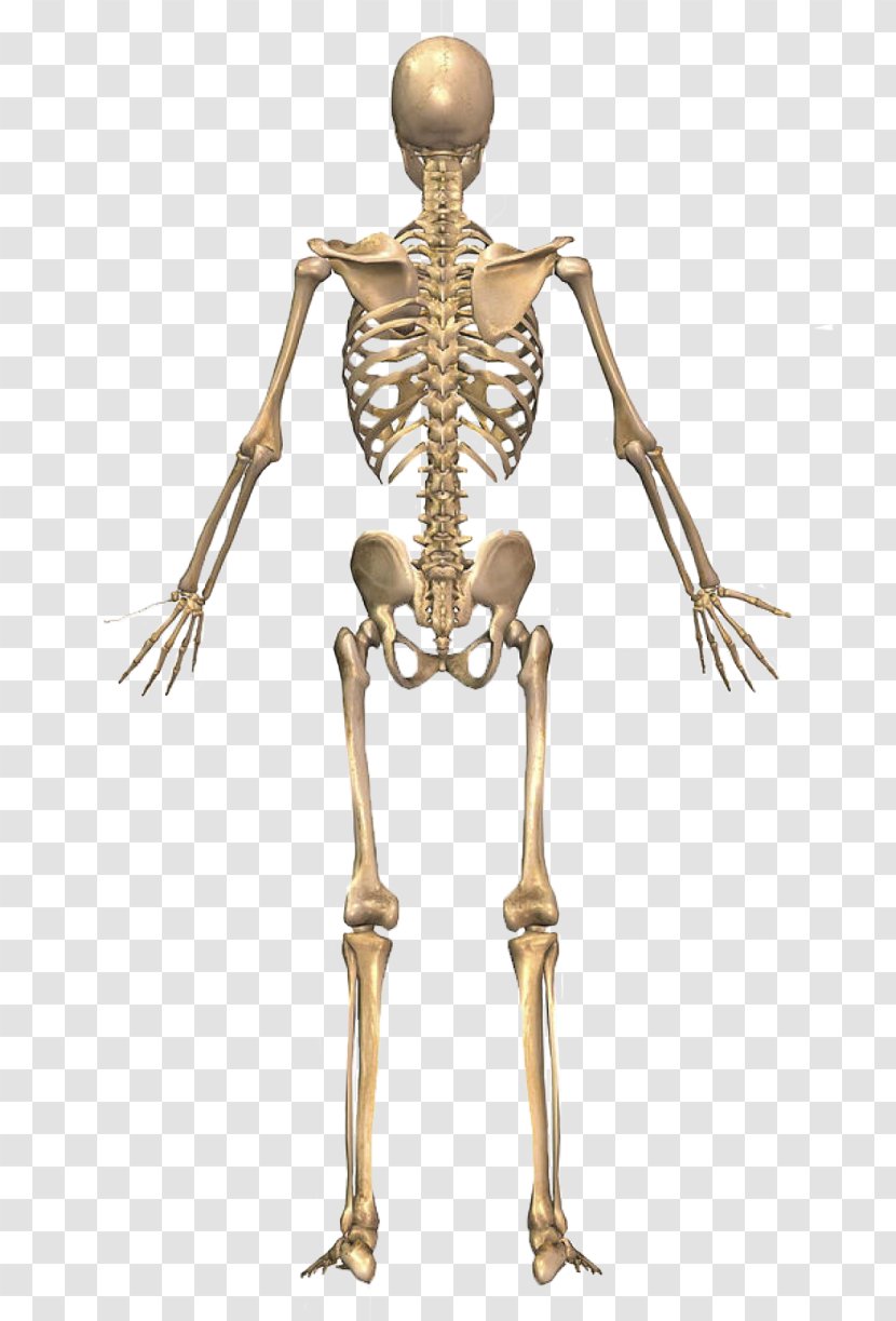The Skeletal System Human Skeleton Back Body - Tree Transparent PNG