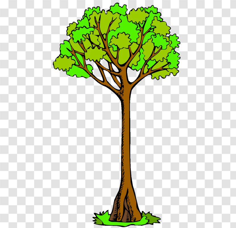 Branch Clip Art Tree Drawing Kauri - Grass Transparent PNG