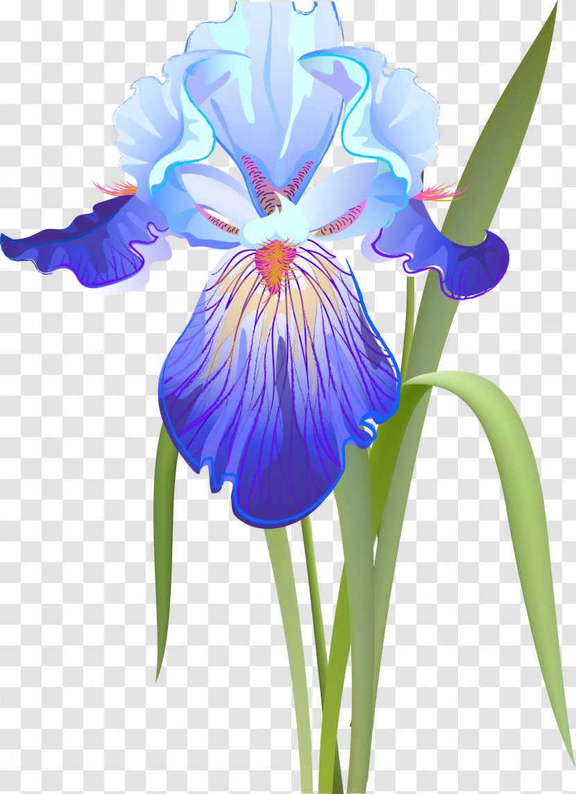 Orris Root Iris Versicolor Flower Data Set Clip Art Transparent PNG