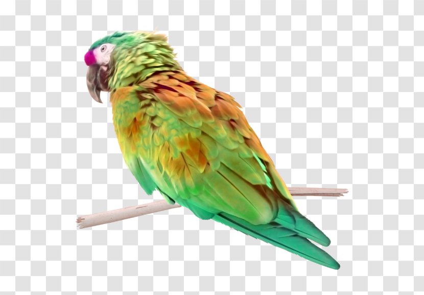 Lovebird Macaw Parakeet Perroquet - Feather - Bird Transparent PNG