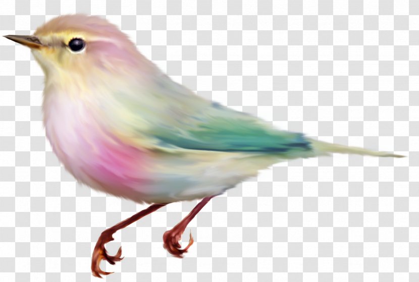 Bird Color Animal Clip Art - Feather - Reindeer Transparent PNG