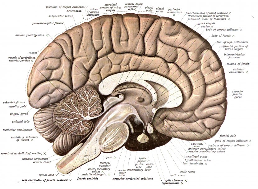 Human Brain Anatomy Diagram Body - Silhouette Transparent PNG