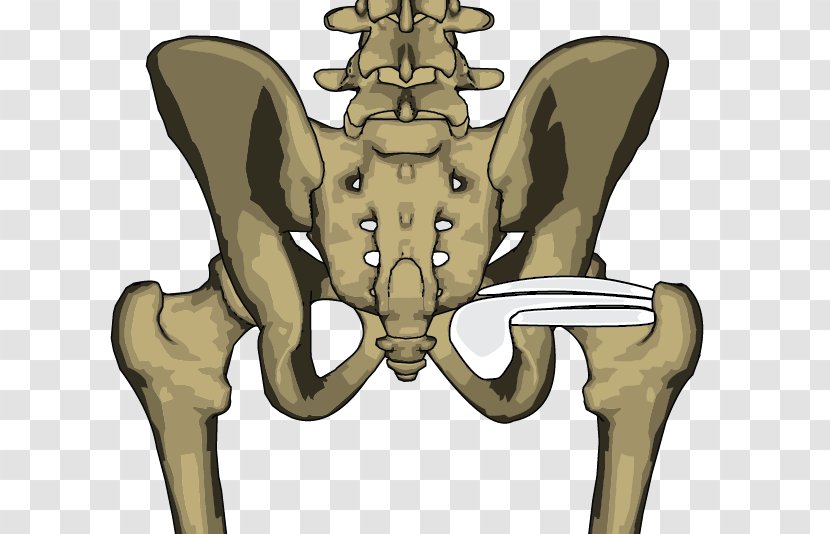 Bone Internal Obturator Muscle Levator Scapulae Pelvis - Watercolor - Cartoon Transparent PNG