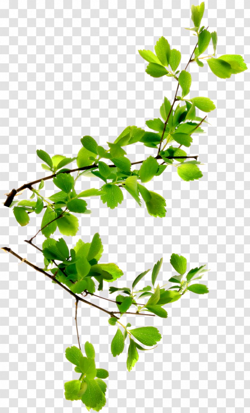 Branch Twig Leaf Plant Stem Tree - Lettuce Transparent PNG