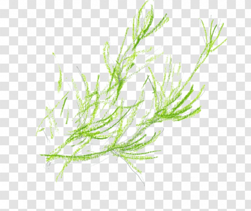 Grasses Plant Stem Herb - Temeraire Transparent PNG
