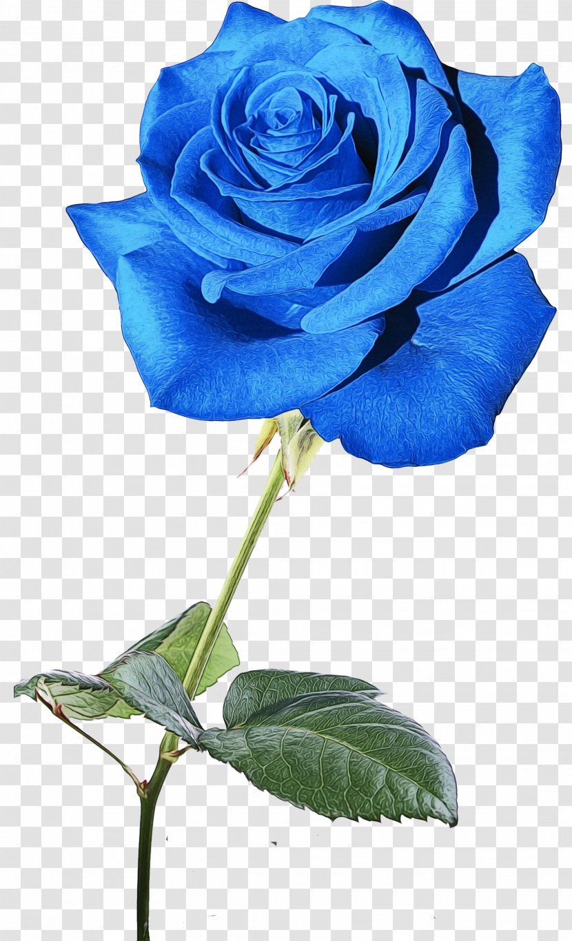 Blue Watercolor Flowers - Paint - Pedicel Plant Stem Transparent PNG