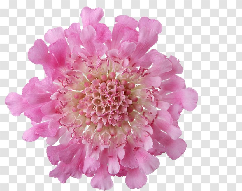 Flower - Bouquet - Lilium Transparent PNG