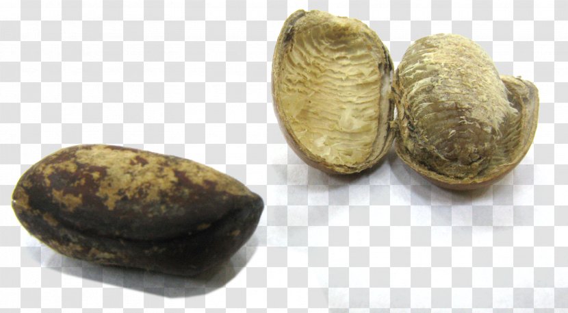 Monodora Myristica Peppersoup Nutmeg Seed Tree - Seeds Transparent PNG