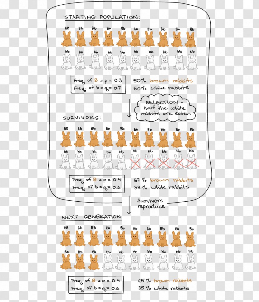 Hardy–Weinberg Principle Allele Frequency Natural Selection Genotype Population Bottleneck - Fitness Transparent PNG