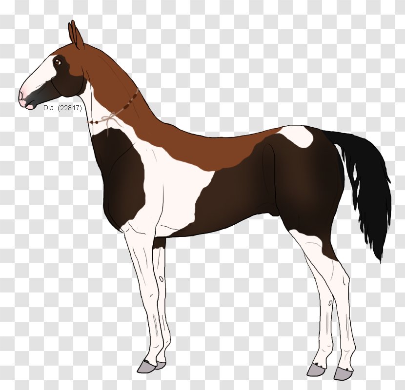 Mustang Foal Mare Stallion Colt - Horse Tack Transparent PNG