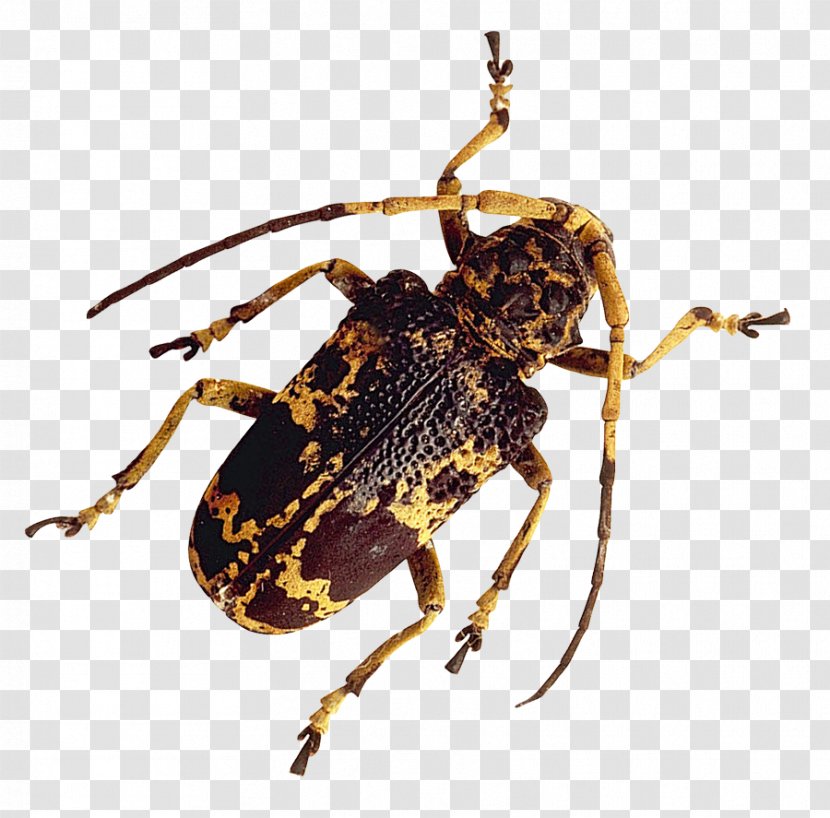 Insect Longhorn Beetle - Truecolor Transparent PNG