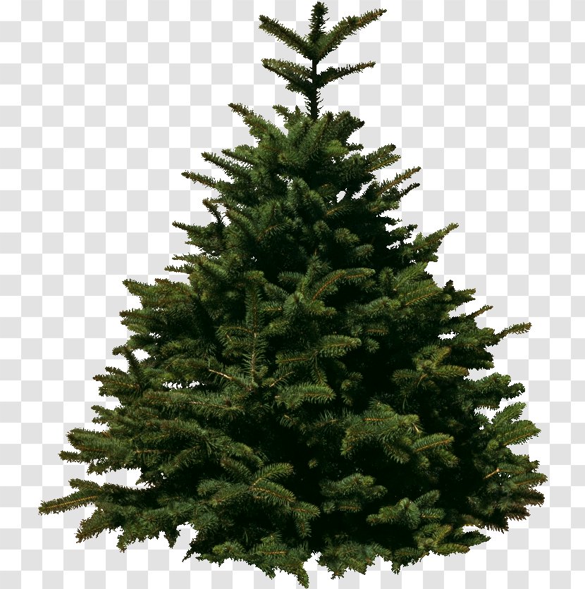 Christmas Tree Day Pine Fir Transparent PNG
