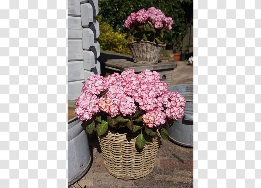 French Hydrangea You+Me Garden Pink Flower Transparent PNG