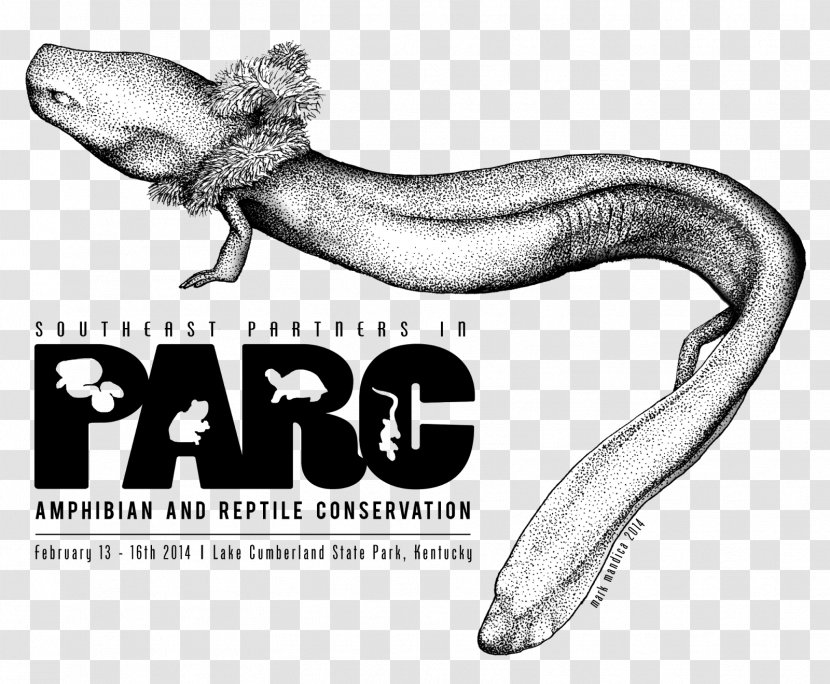 Graphic Design Vertebrate - Reptile - Amphibian Transparent PNG