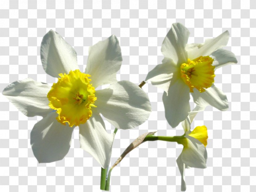 Daffodil Narcissus Presentation - Plant - Amaryllis Transparent PNG