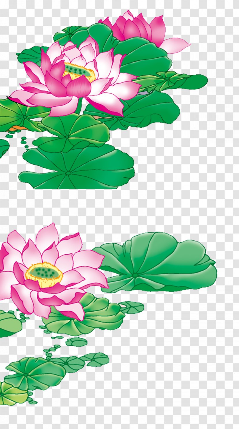 Designer - Flowering Plant - Lotus Pictures Transparent PNG