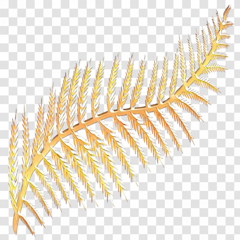 Fern - Cartoon - Feather Caulerpa Transparent PNG