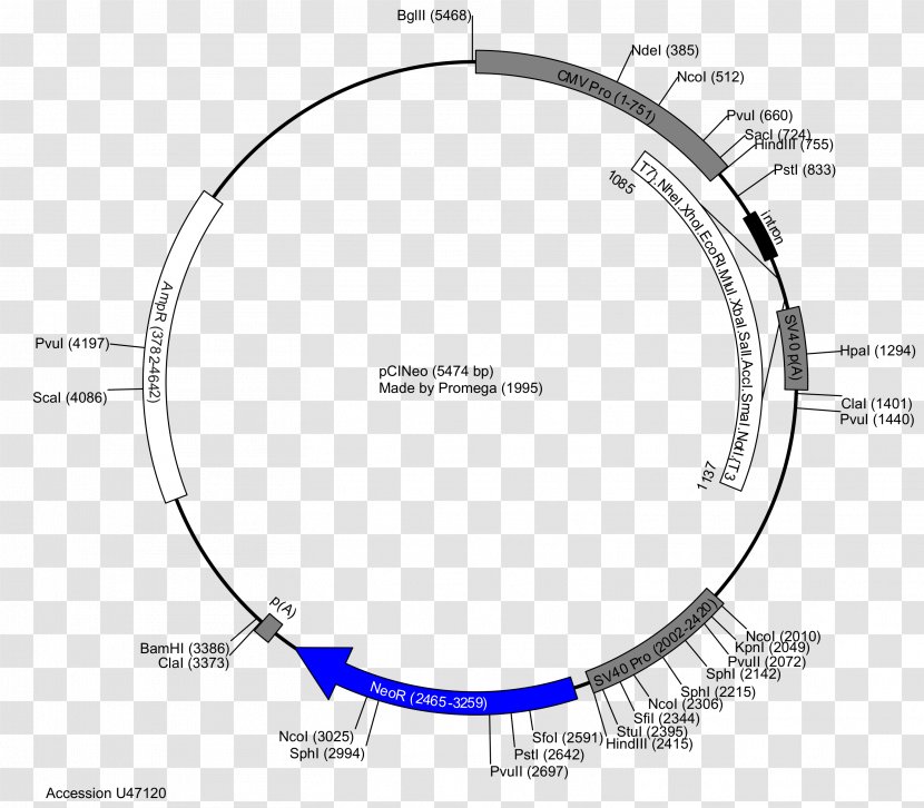 Plasmid Restriction Map Vector PGLO PUC19 - Diagram Transparent PNG