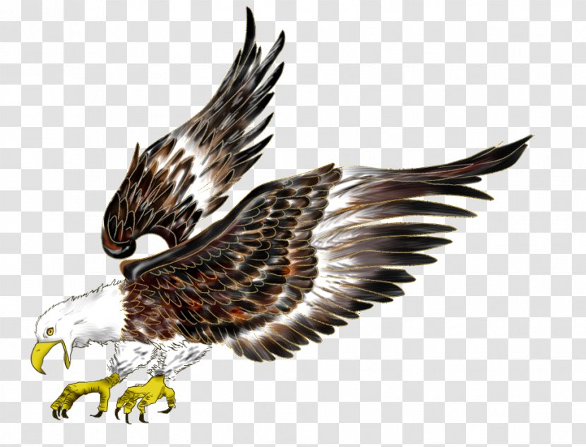 Bald Eagle Flight Hawk Bird - Feather Transparent PNG