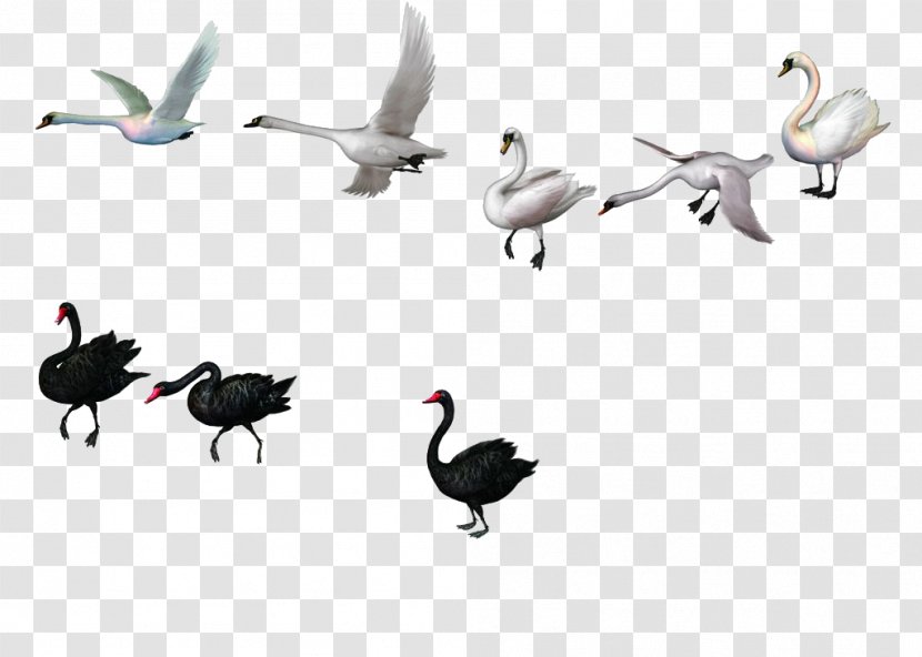 Duck Mute Swan Black Goose - Drawing Transparent PNG