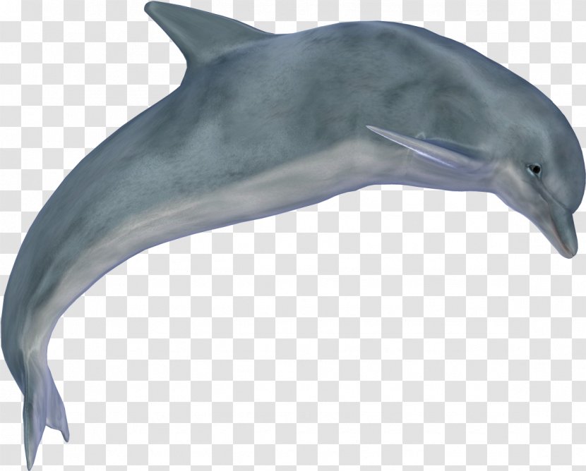 Web Design - Bottlenose Dolphin - Harbour Porpoise Transparent PNG