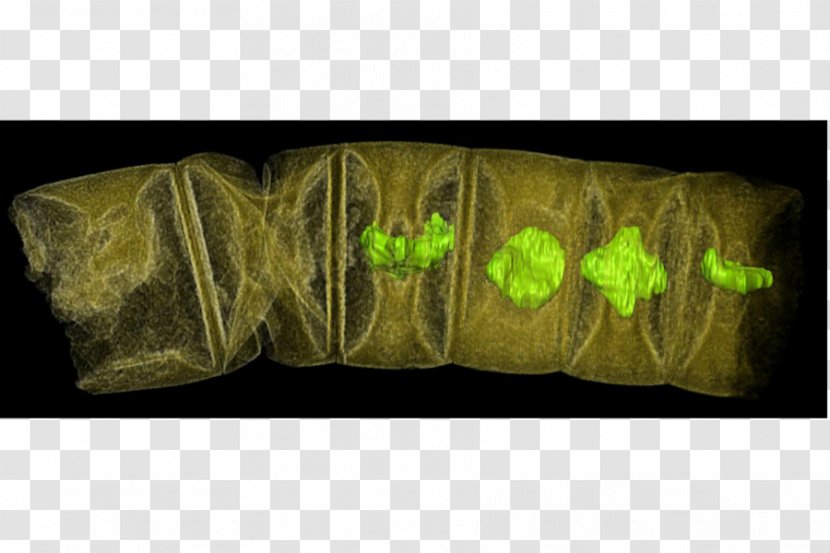 Fossil Multicellular Organism Plant Algae Science Transparent PNG