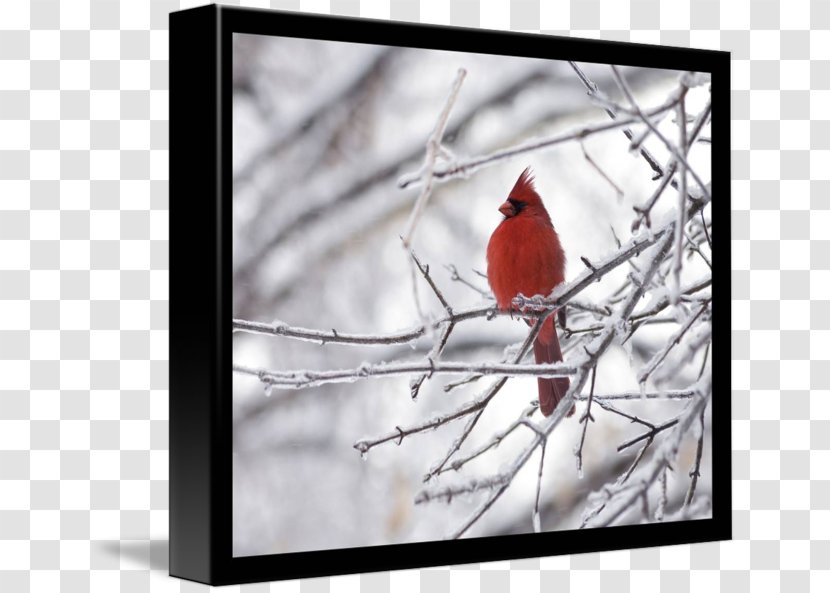 Northern Cardinal Gallery Wrap Picture Frames Red - Bird - Necklace Transparent PNG