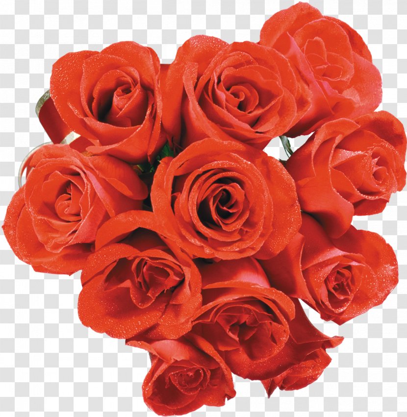 Cut Flowers Garden Roses Beach Rose Petal - Receptacle - Red Transparent PNG