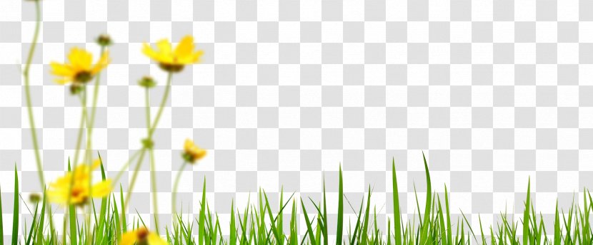 Leaves Of Grass Common Daisy Plant - Element - Elements Transparent PNG