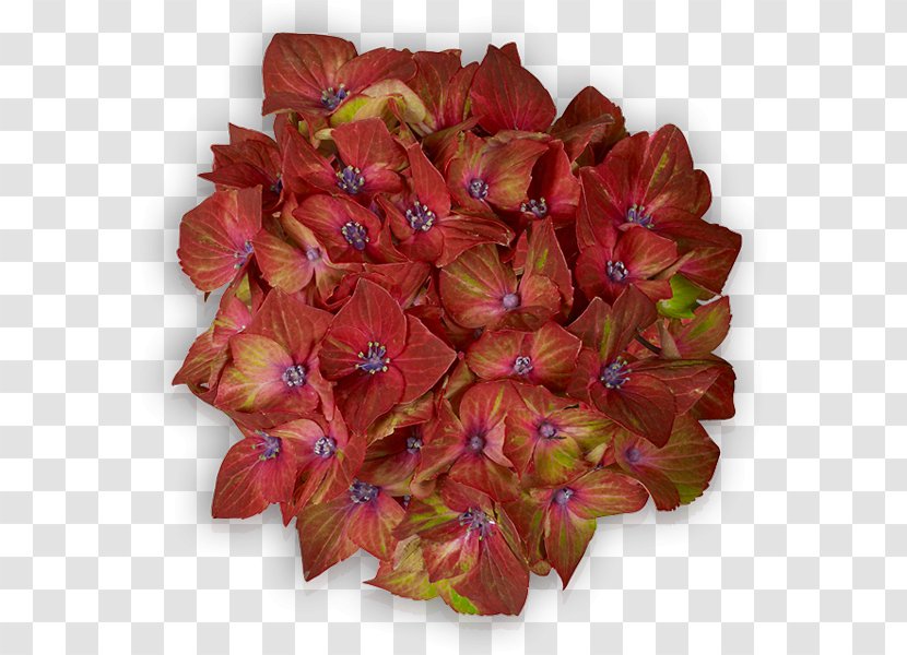 Petal Cut Flowers Leaf - Plant Transparent PNG