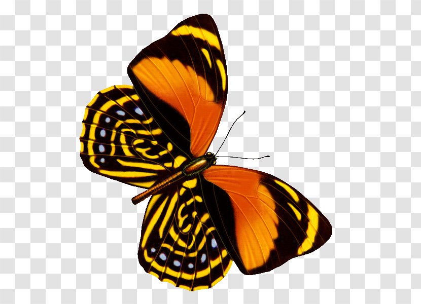 Butterfly Web Browser Graphic Design - Invertebrate Transparent PNG