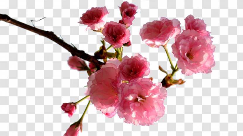 Cherry Blossom - Plum Creative Transparent PNG