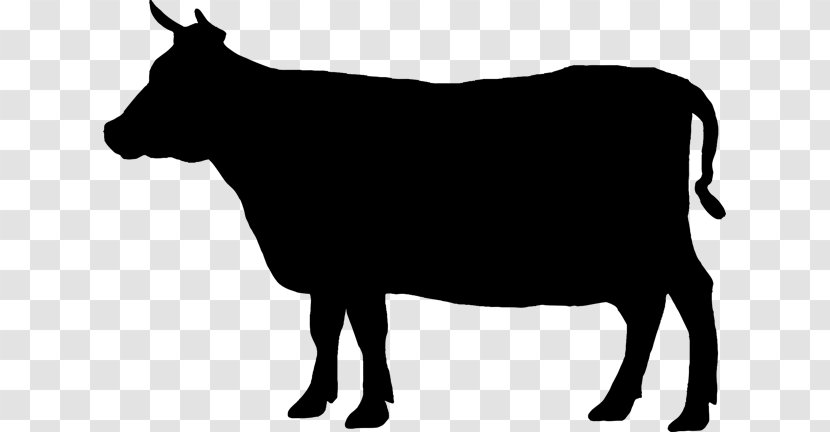 Angus Cattle Welsh Black Beef Jersey Clip Art - Wildlife - Grazing Cows Transparent PNG