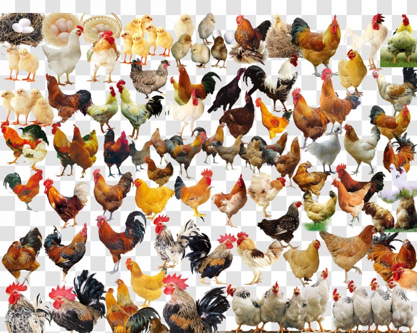 Chicken Rooster - All Kinds Of Transparent PNG
