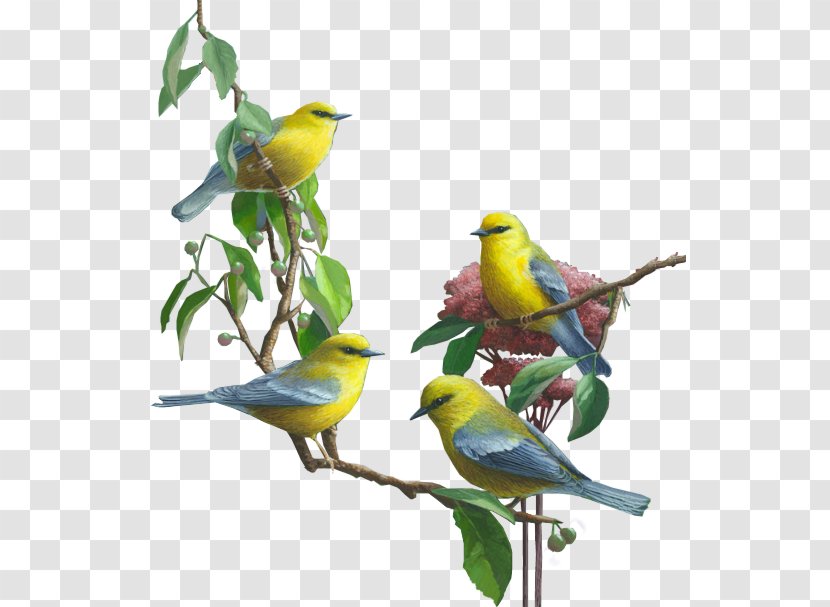 Lovebird Parrot Budgerigar Cockatiel - Organism - Bird Transparent PNG