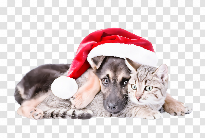 Cat Dog Kitten Puppy Transparent PNG