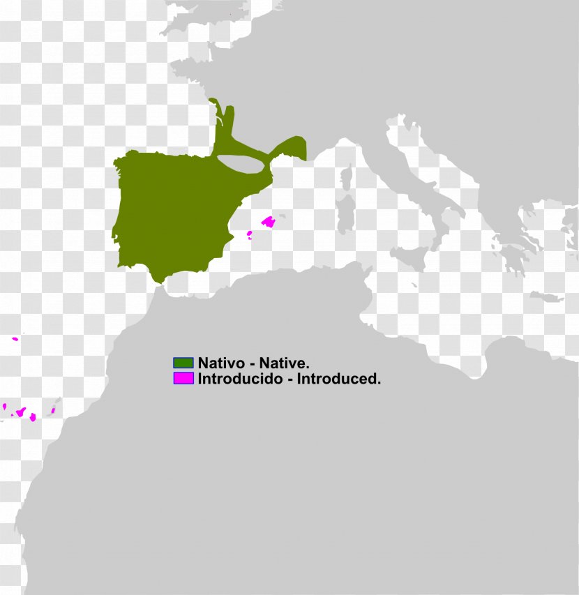 Spain France Border Barbary Macaque Blank Map - Area - Amphibian Transparent PNG