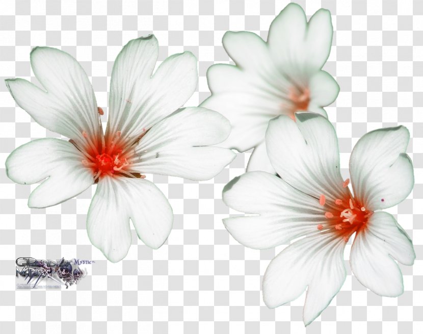 Flower Garden Drawing - Art Transparent PNG