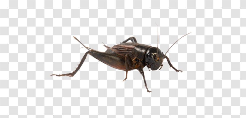 Cricket Beetle Stock Photography - Invertebrate - Yard Transparent PNG