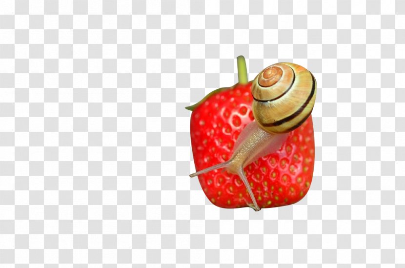 Strawberry Microscope Icon - Snail Transparent PNG