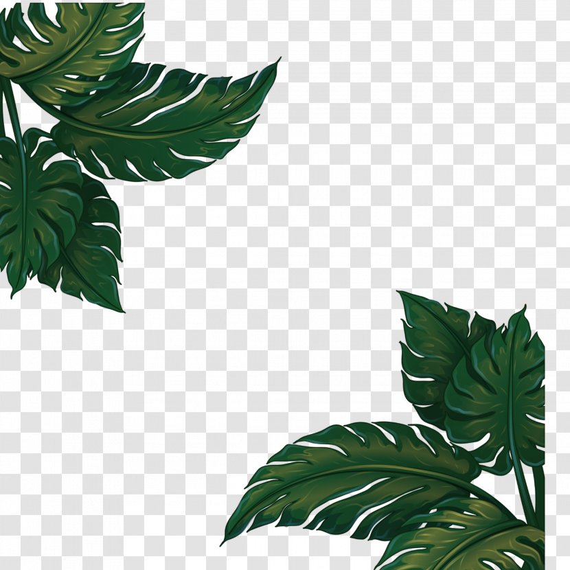 Hardy Banana Leaf - Plants Vector Transparent PNG