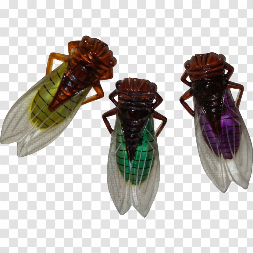 Insect Cicadoidea - Fly Transparent PNG