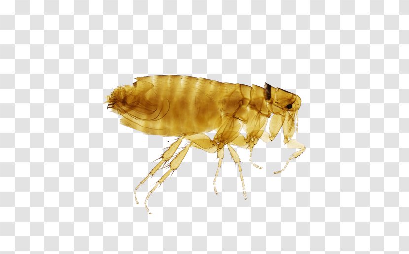 Flea Deratizace Brno Insect Bedbug Apartment Transparent PNG