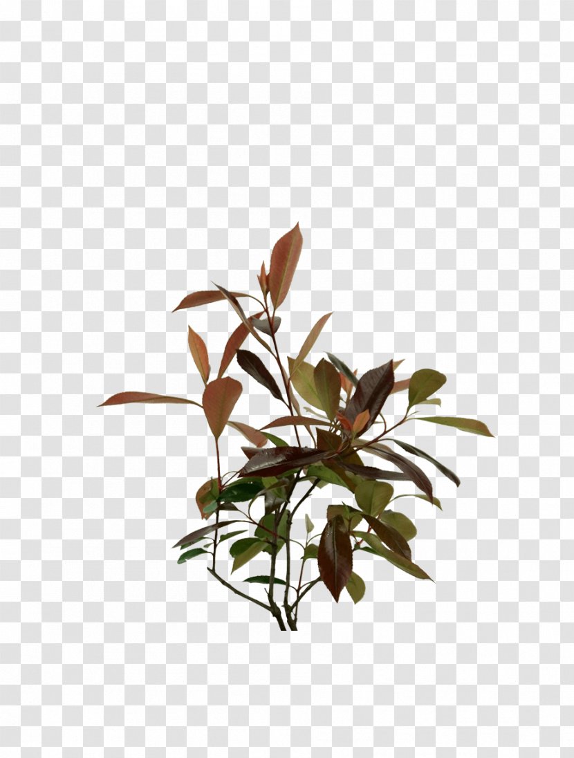 Plants Kochtopf Twig Flowerpot Plant Stem - Photinia Stamp Transparent PNG
