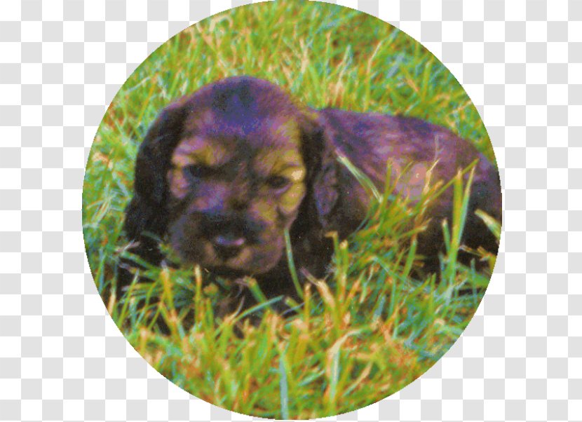 Boykin Spaniel Sussex Field Irish Setter Puppy Transparent PNG