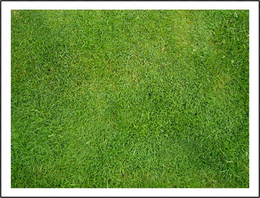 Artificial Turf Meadow Lawn Grasses Groundcover - Rumput Transparent PNG