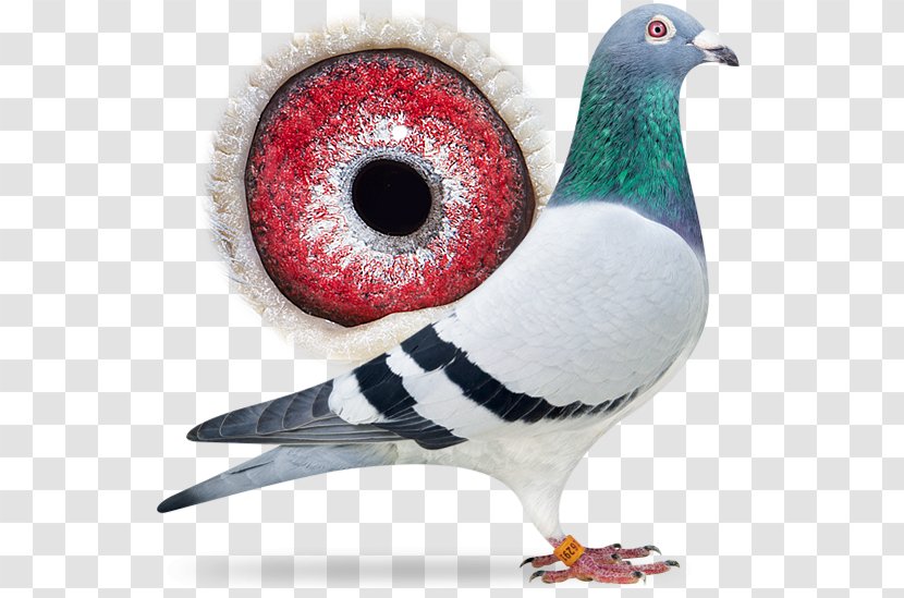 Columbidae Racing Homer Homing Pigeon Keeping - Pigeons And Doves - Sangers Bv Transparent PNG