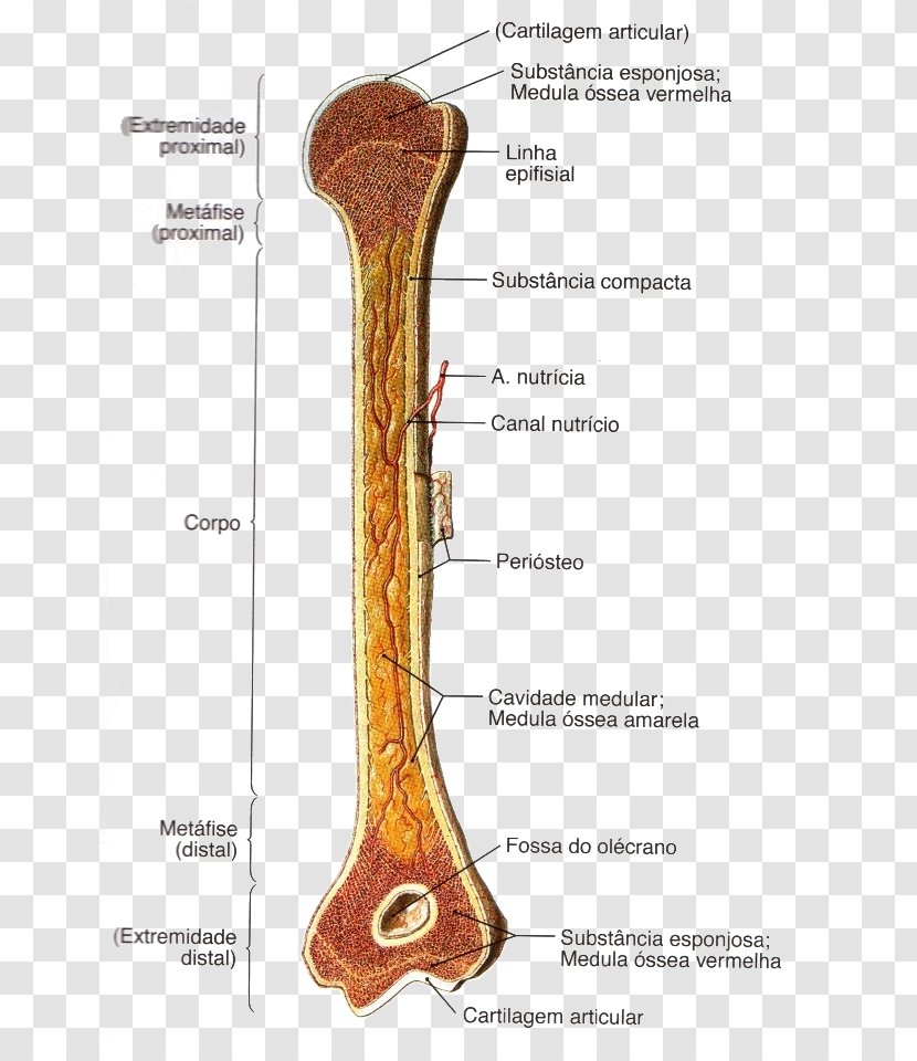 Long Bone Anatomy Osteology Diaphysis - Heart - FIGURA HUMANA Transparent PNG