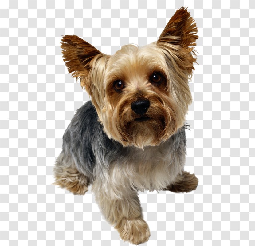 Yorkshire Terrier Puppy Yorkipoo Poodle Dog Breed - Cat Transparent PNG